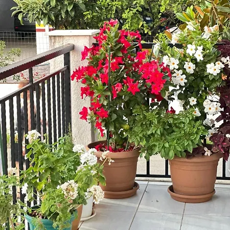 Noelia Apartament Saranda